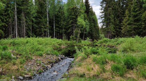 Metsän vesiensuojelukohde_Elli Peltovirta