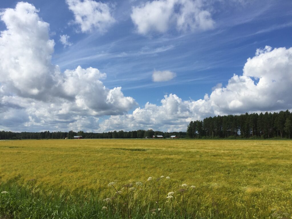 Loppukesäinen peltomaisema