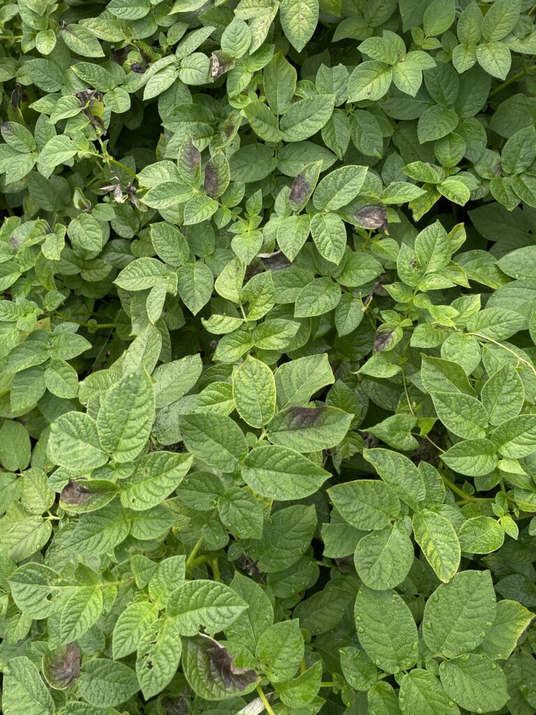 perunaruttoa kasvustossa