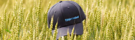 Kesätyöni Pyhäjärvi-instituutissa