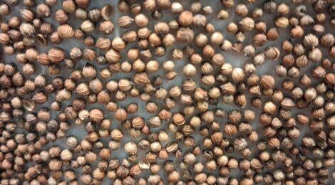 Terveiset Sarkamessuilta 2026